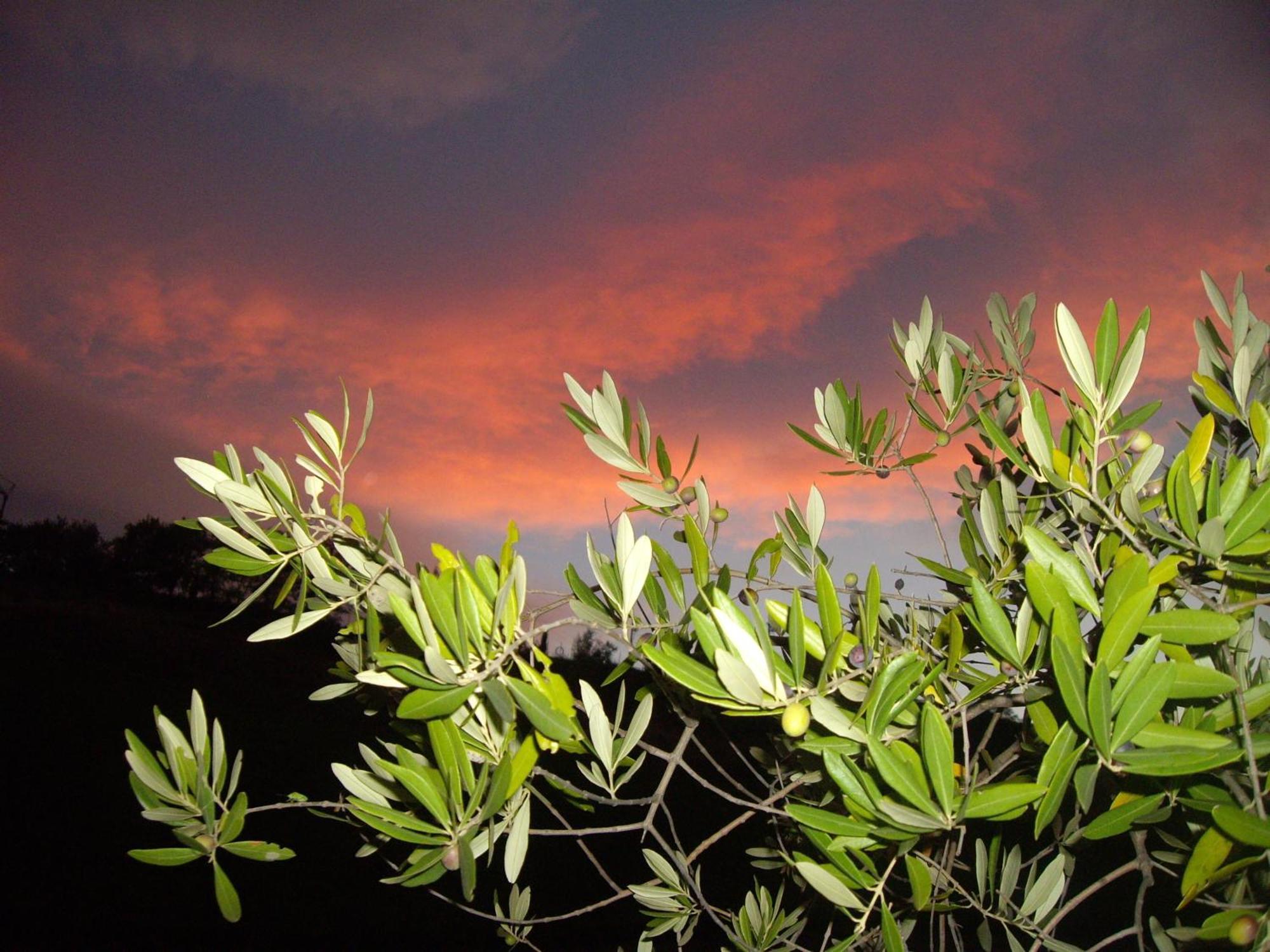 Agriturismo Il Borgo Degli Ulivi Roseto Degli Abruzzi Exteriér fotografie