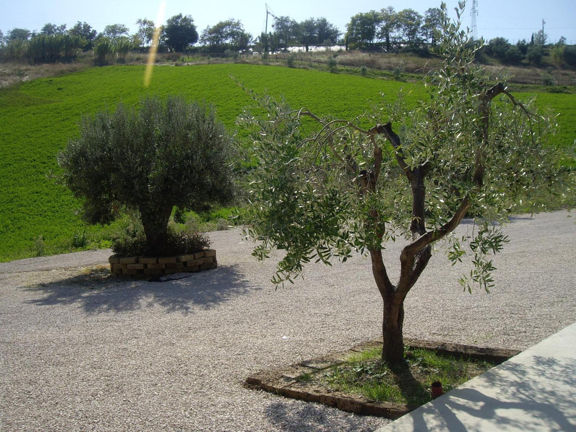 Agriturismo Il Borgo Degli Ulivi Roseto Degli Abruzzi Exteriér fotografie
