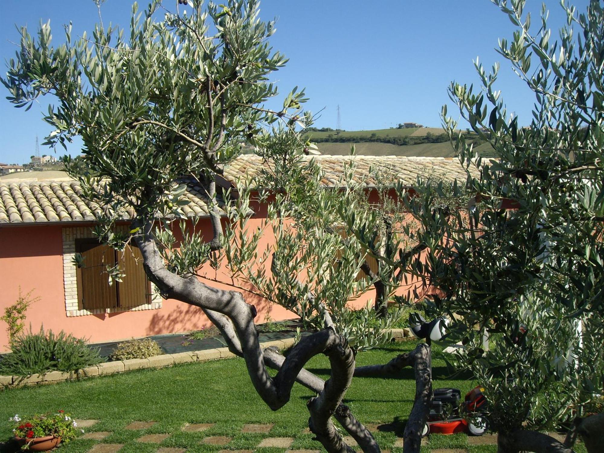 Agriturismo Il Borgo Degli Ulivi Roseto Degli Abruzzi Exteriér fotografie