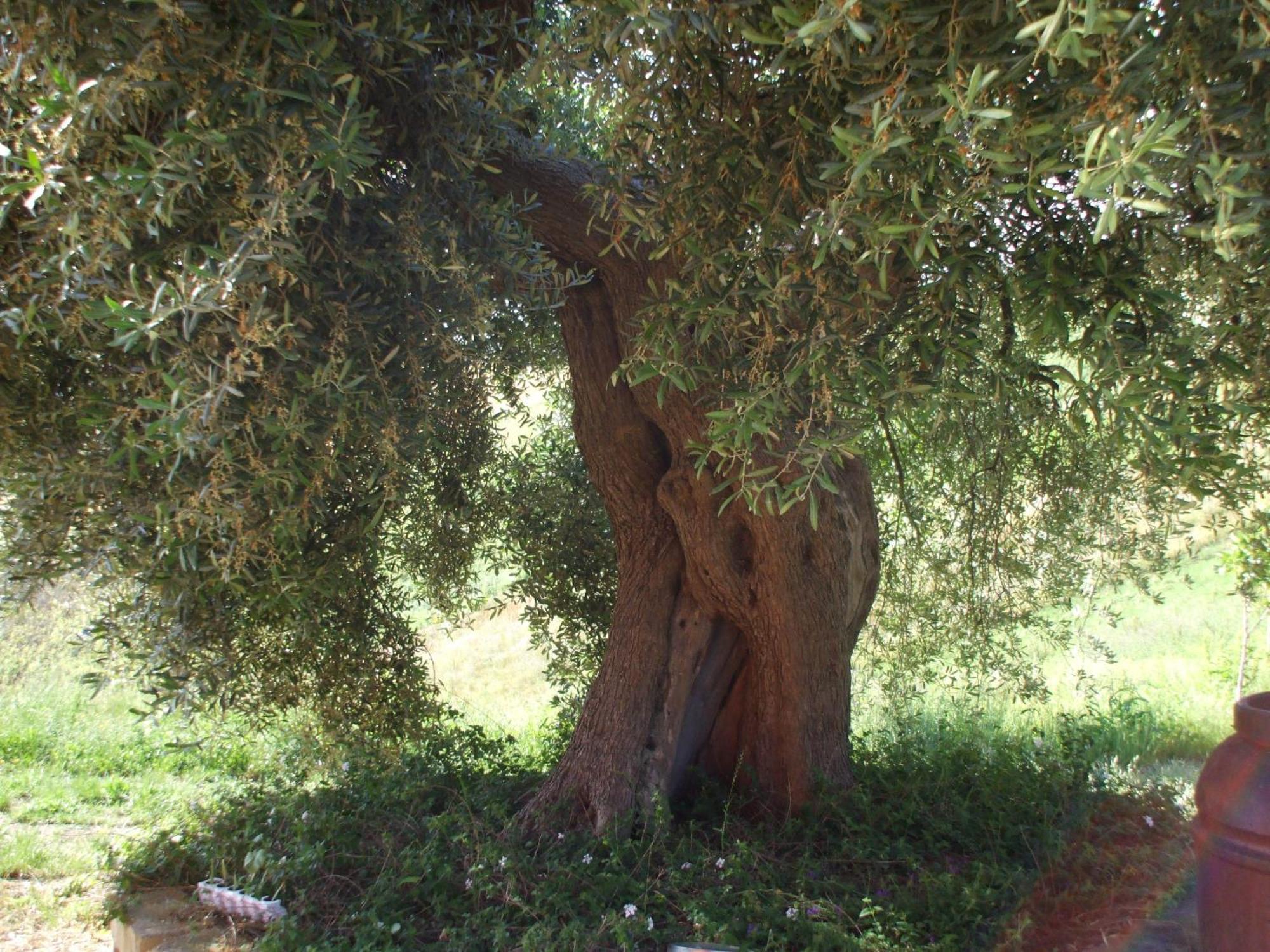 Agriturismo Il Borgo Degli Ulivi Roseto Degli Abruzzi Exteriér fotografie